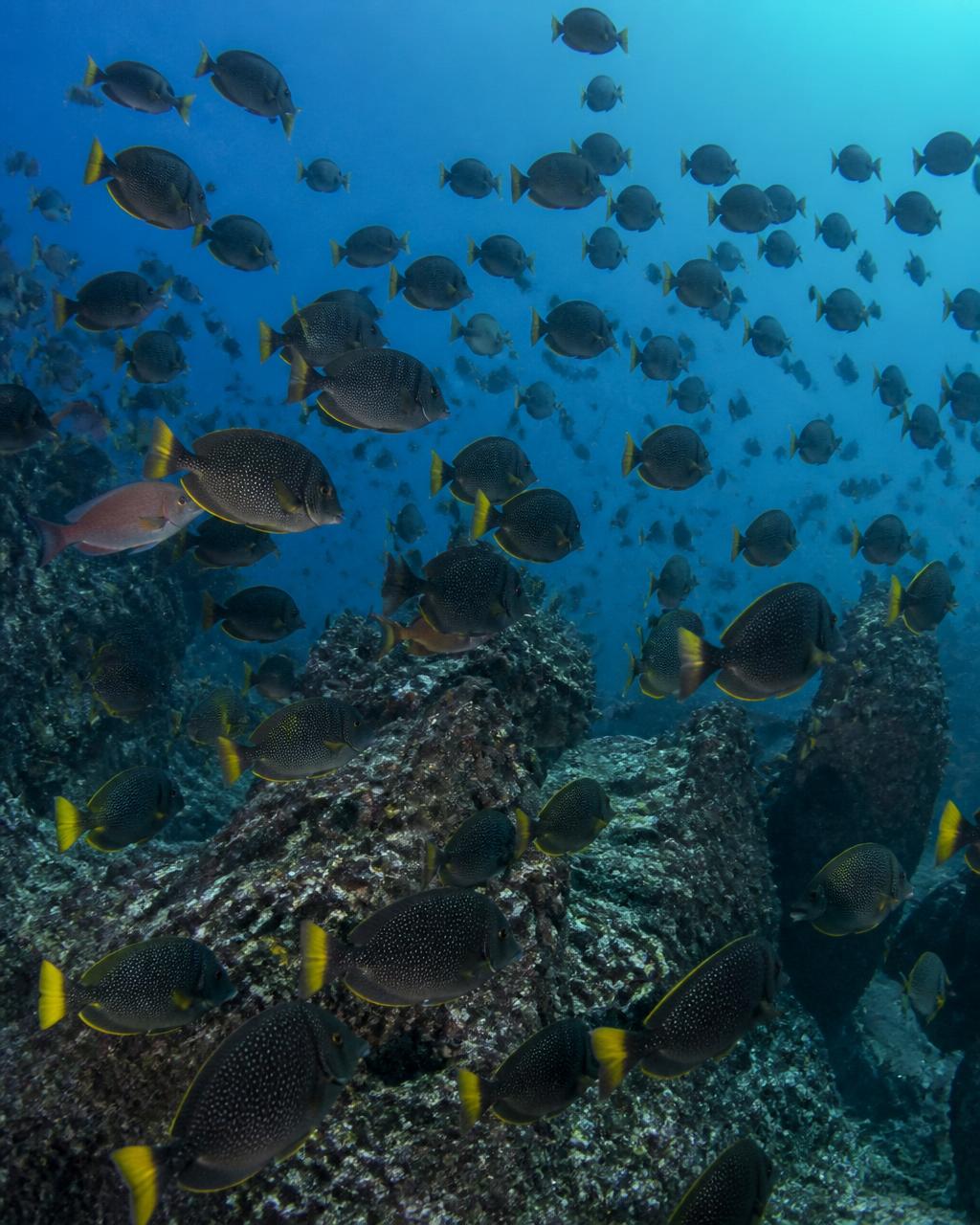 School of tropical fish over volcanic reef