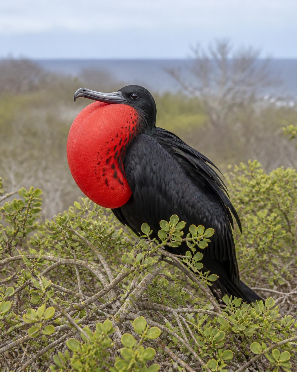 Male frigatebird with inflated red pouch