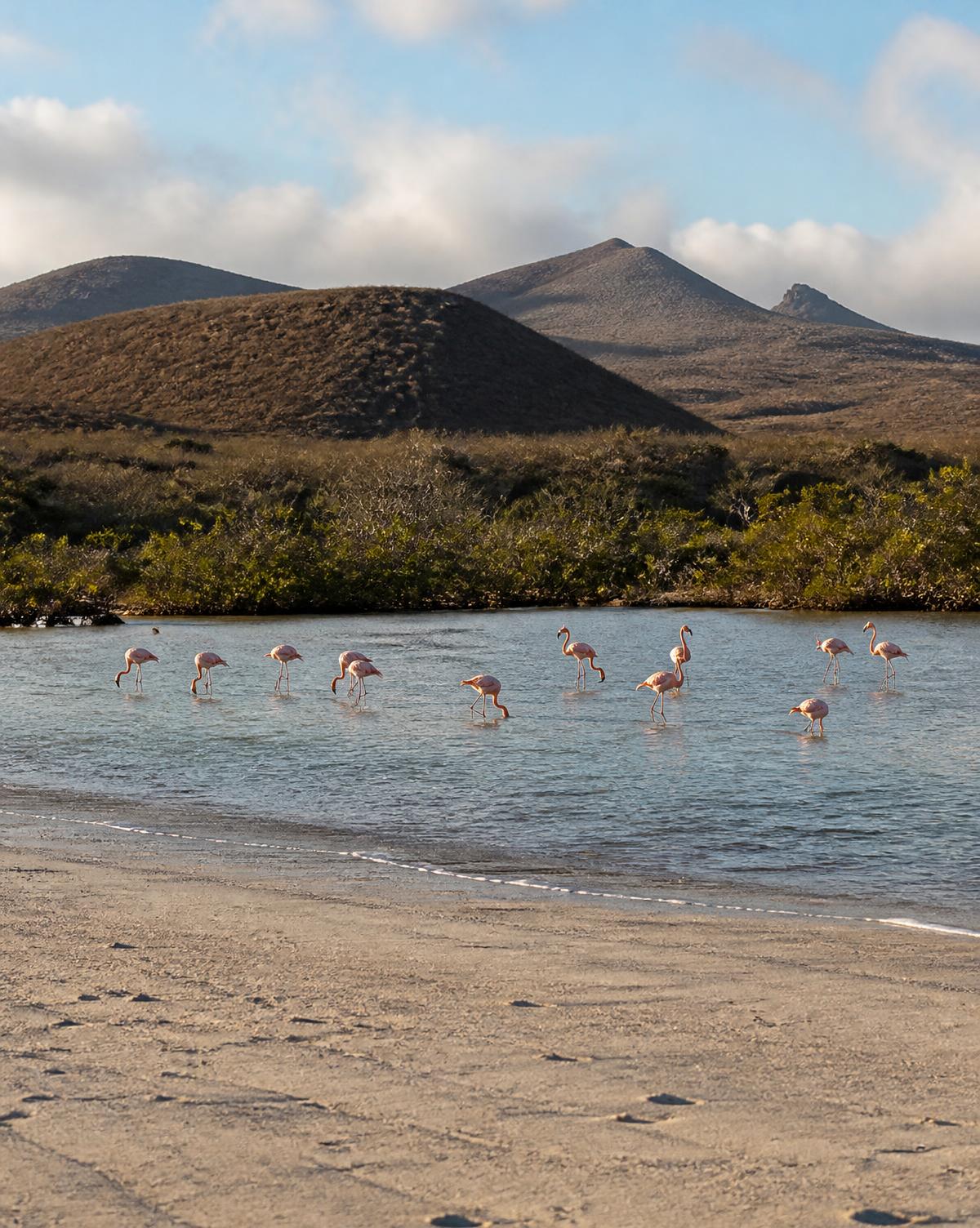 Flamingos wading in a Floreana lagoon below arid volcanic hills