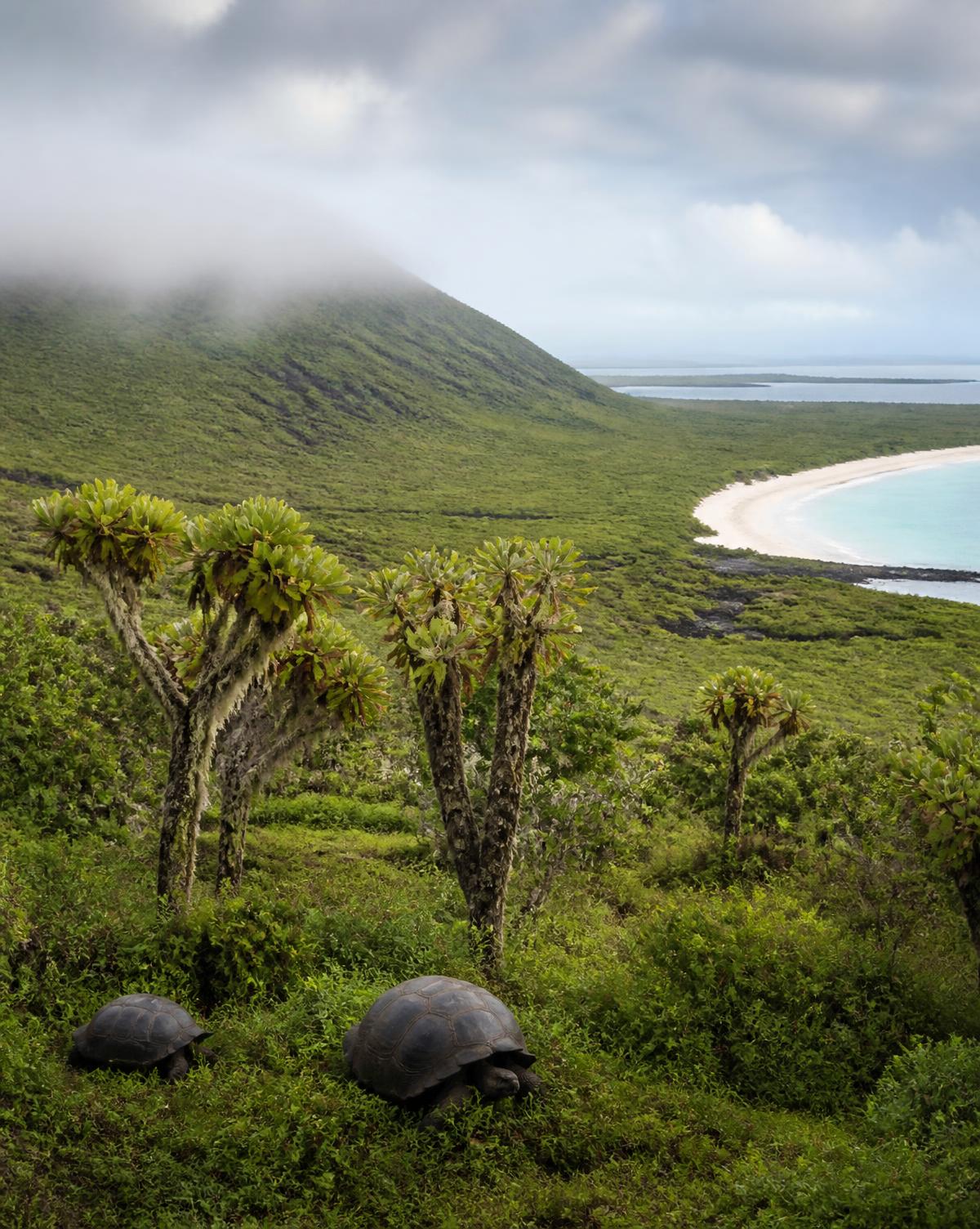 Giant tortoises in the misty Santa Cruz highlands above Tortuga Bay