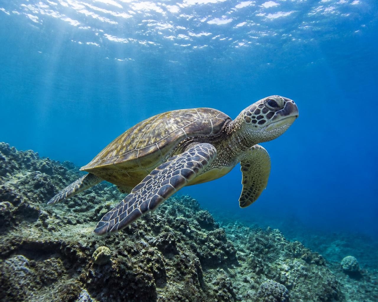 Green sea turtle over a reef